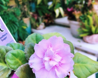 Live house plant pink Harmony’s African Violet ‘Southern Sugar’ garden 4” flower Potted gift