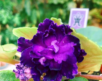 Live house plant variegated bloom African Violet ‘Harmony’s Dancing Queen’ garden 4” flower Potted gift
