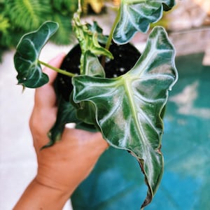 Actual plant- RARE Alocasia ‘Loco’ 3.5” potted live house plant b