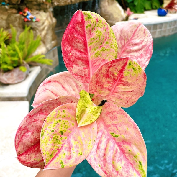 Rare Variegated Aglaonema ‘Pink Emerald’ Live House Plant Potted 4” gift US Seller growers choice