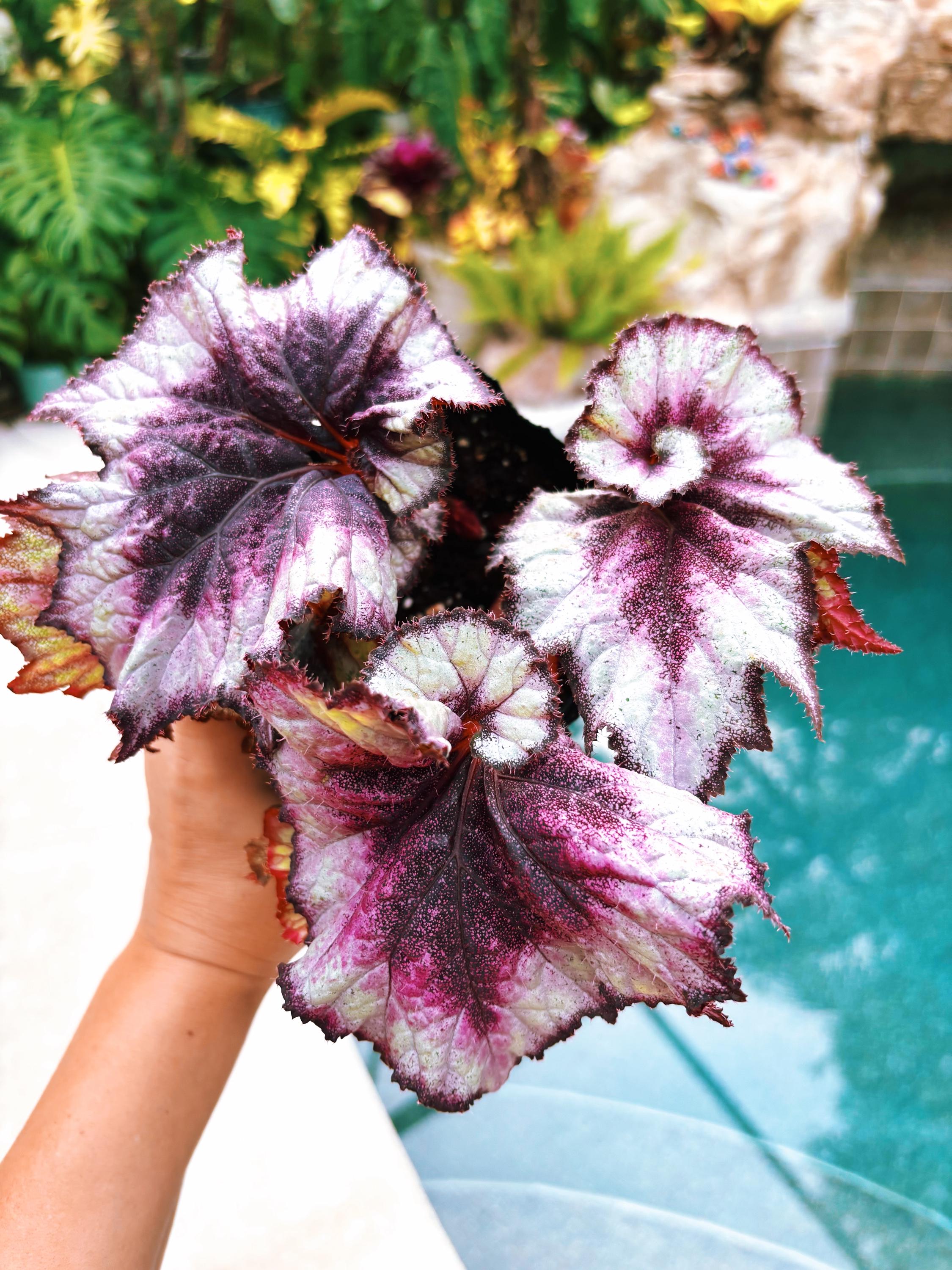 ヘチャン　ポラロイド Rare Retired Variety! Rex Begonia Mature 'harmony's Nebula' Purple