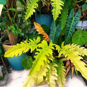 Philodendron Golden Crocodile Saw Aurea live  potted plant house plant 4” pot