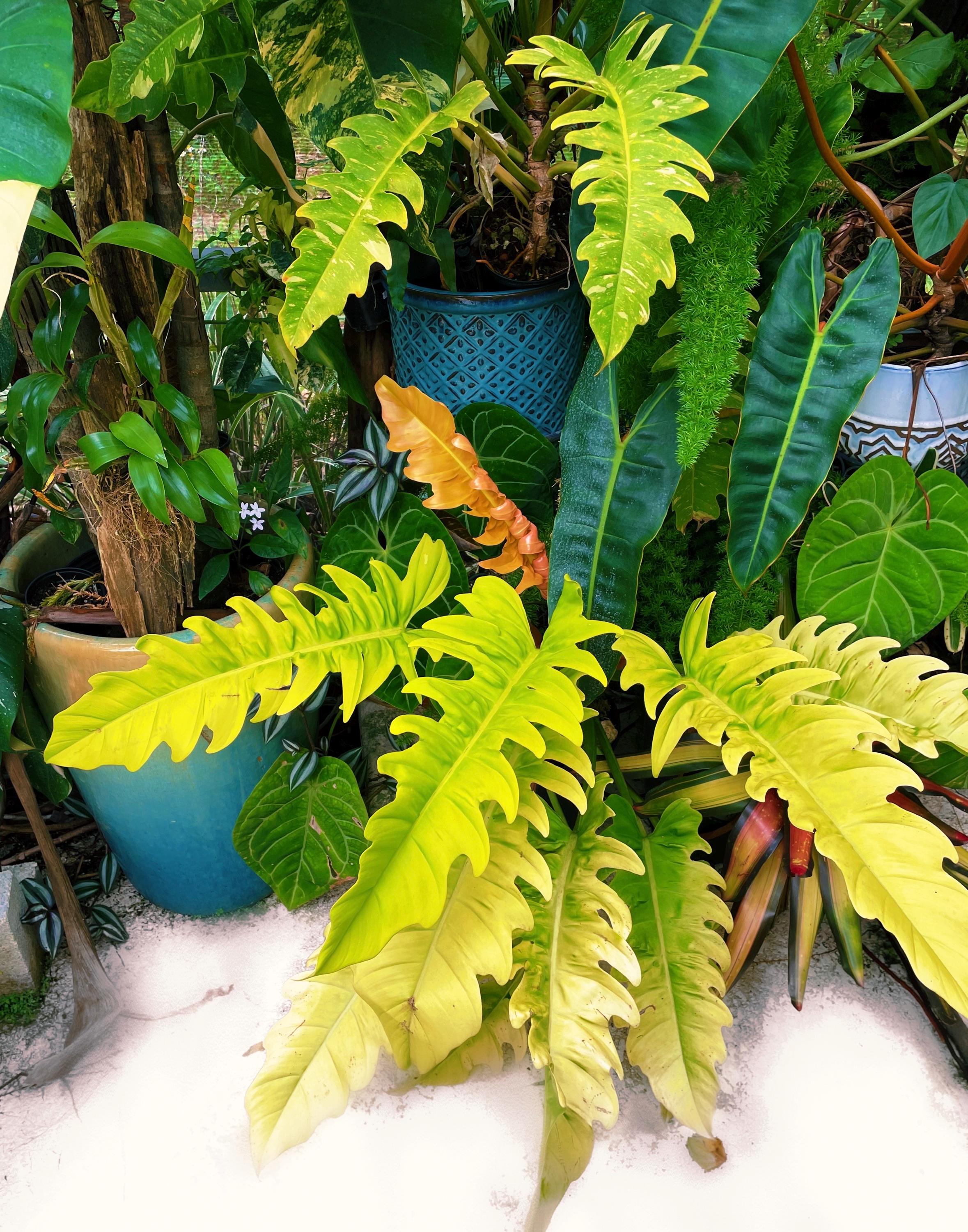 white princess philodendron pflege Philodendron 'White Princess' main image 0