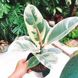 Large Ficus Elastica Tineke White Variegated House Plant 6 Potted image 3