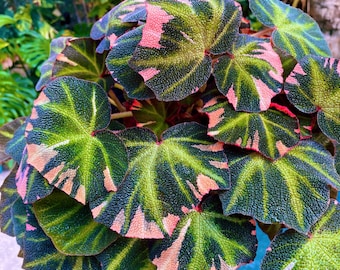 US Seller EXACT PLANT Pink Variegated Begonia Cucullata Pink