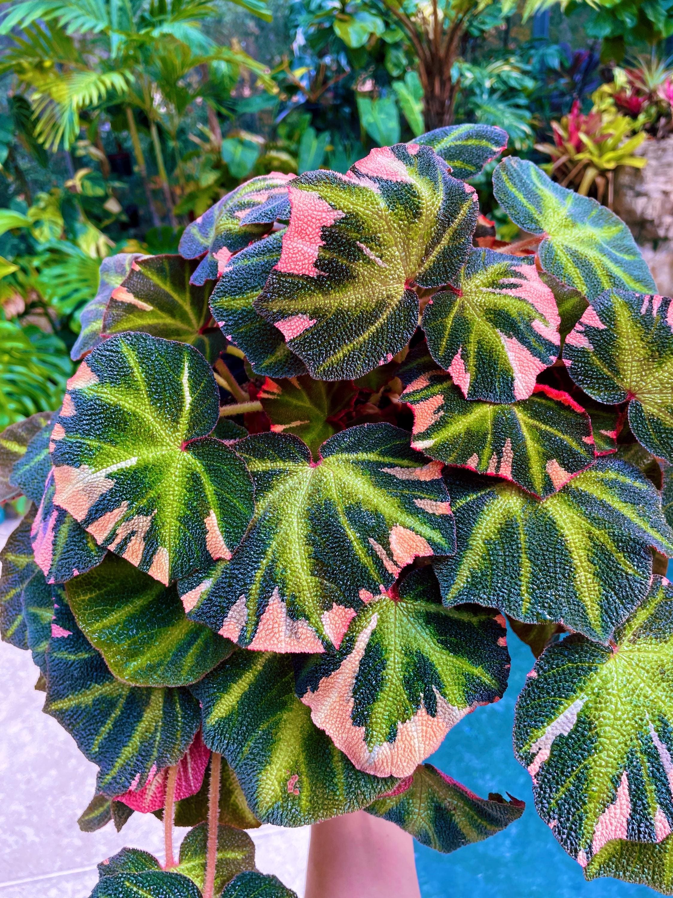RARE Rex Begonia Pink Variegated Soli Mutata Live House Starter