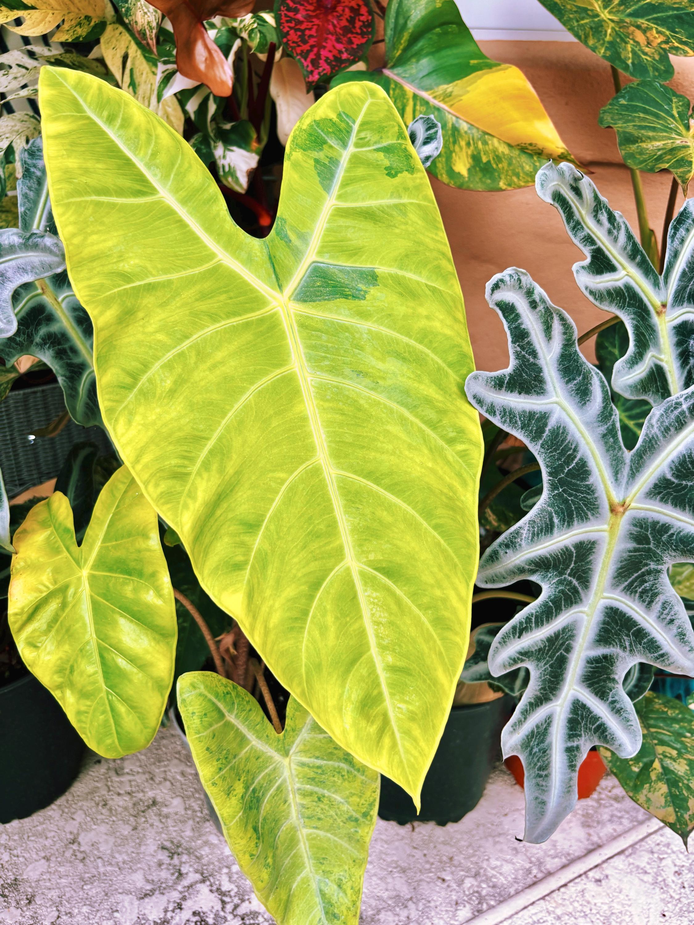 RARE Variegated Alocasia 'longiloba Lemon Lime' Pup Neon Green
