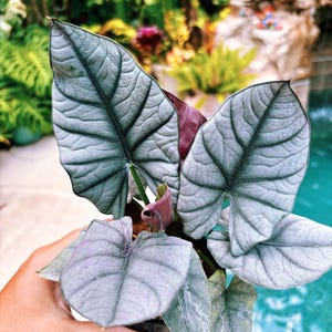 RARE Alocasia ‘Bisma’ 4” potted live house aroid plant