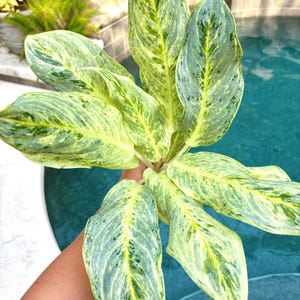 Rare Aglaonema ‘White Romance’ Live House Plant Potted 4” pot gift US Seller