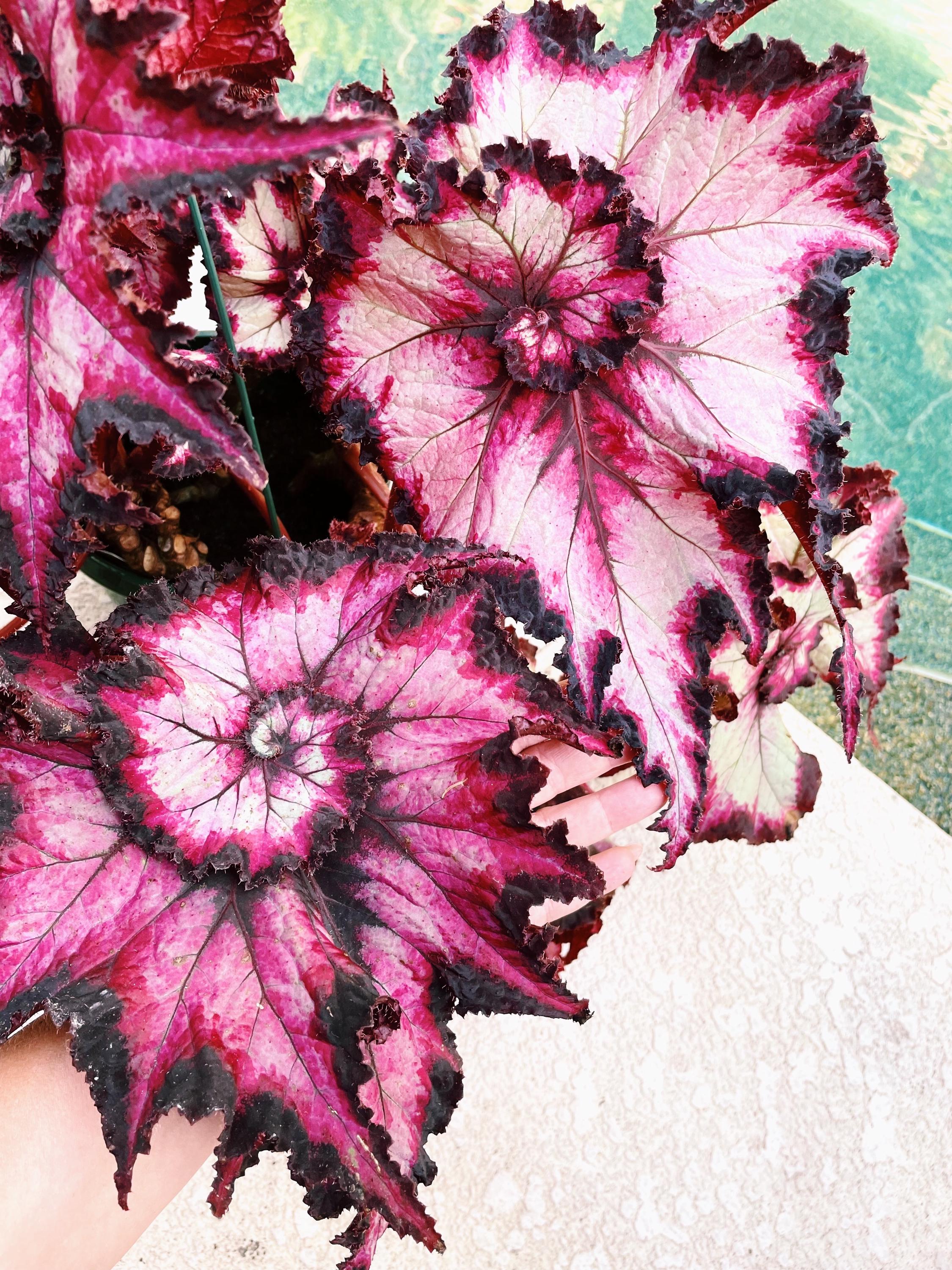 RARE Rex Begonia ‘Harmony’s Witchy Woman’ pink swirl Variegated Live House Plant Potted 4” pot young plant gift