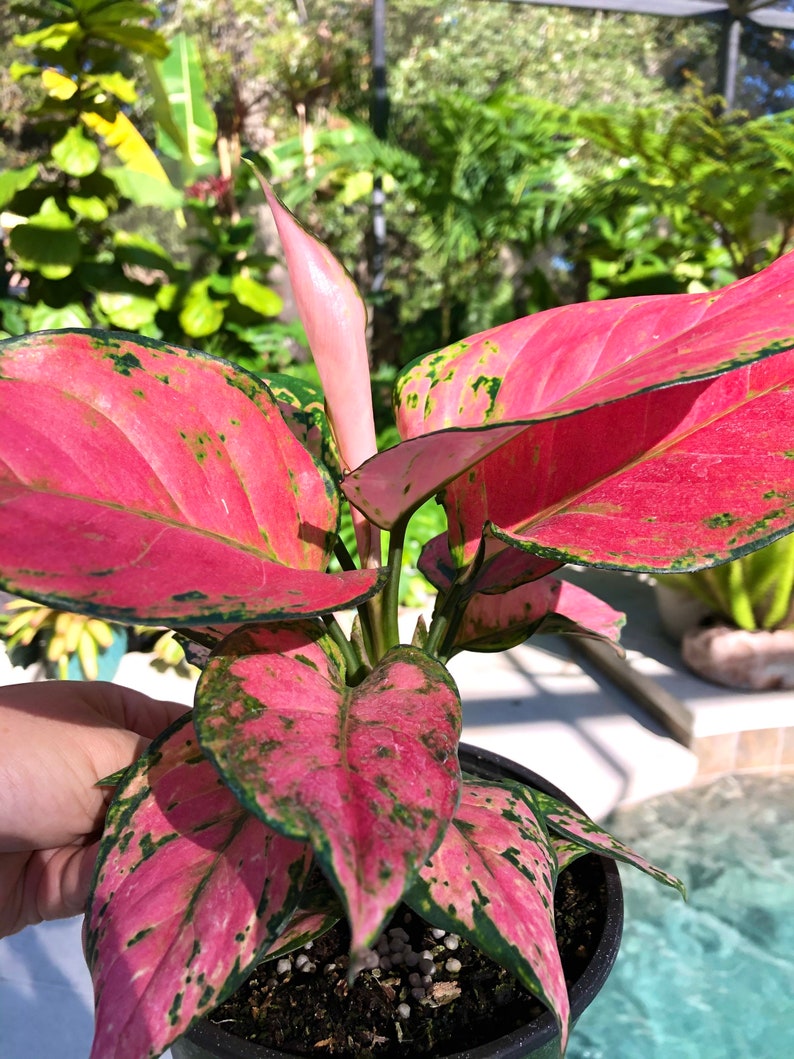 Aglaonema Chinese Evergreen Lucky Red Hot Pink Aroid House | Etsy