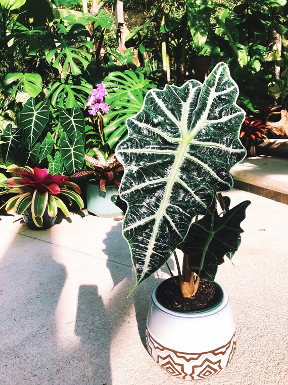 Alocasia Mature XL Amazonica Polly African Mask Elephant Ear