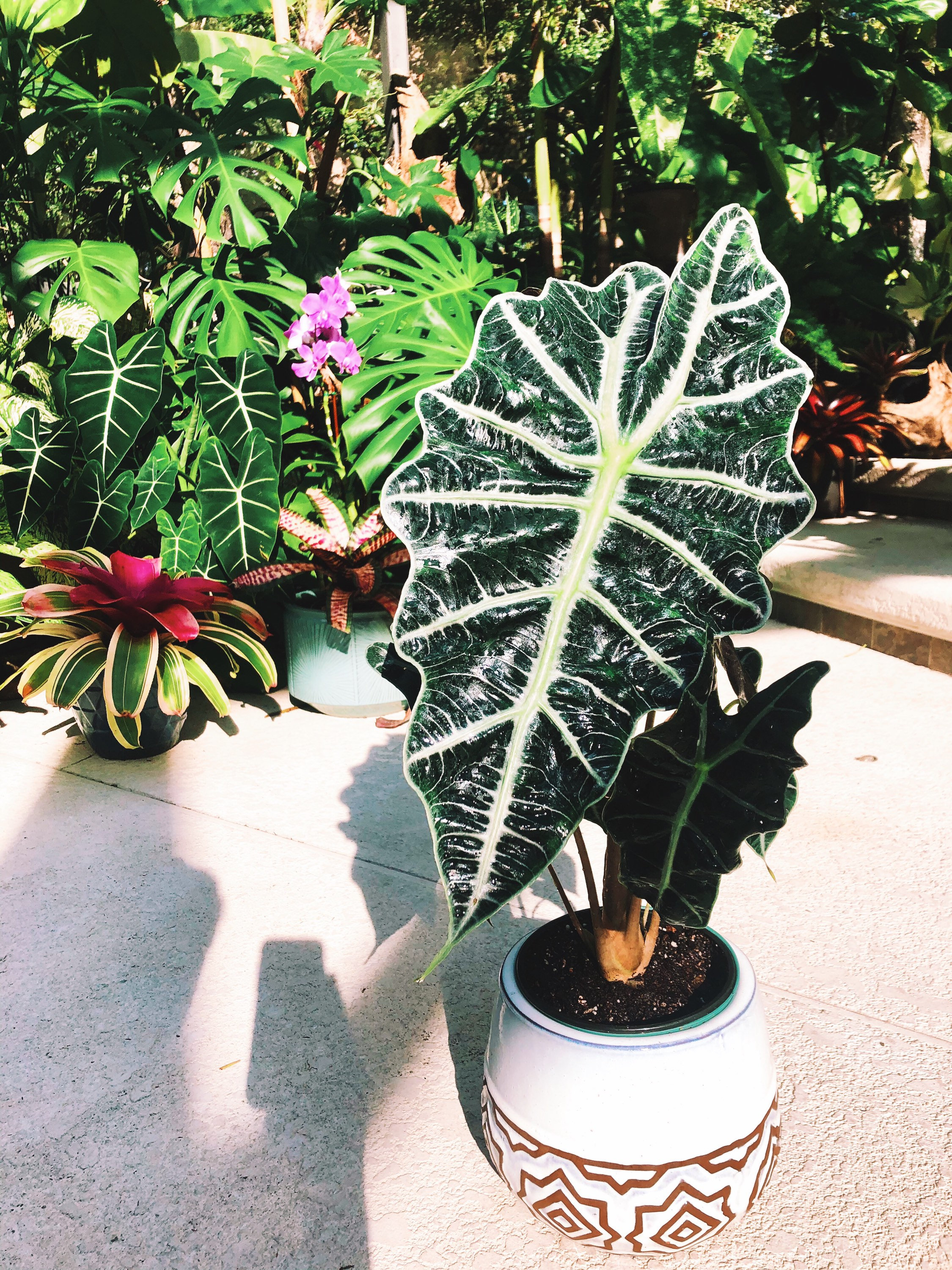 planta agave Agave attenuata (Fox Tail Agave)  Plants Express