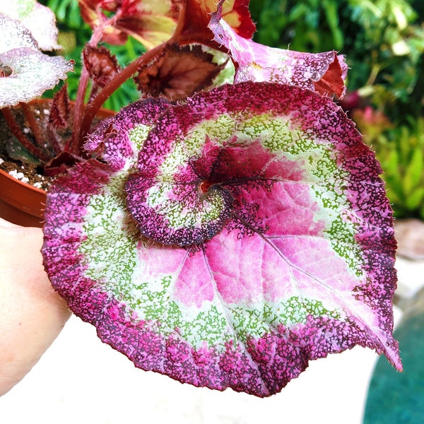 Rex Begonia 'Harmony's Cupid' Escargot curl spirale Plante d'intérieur vivante et variée en pot Pot de 4 po.