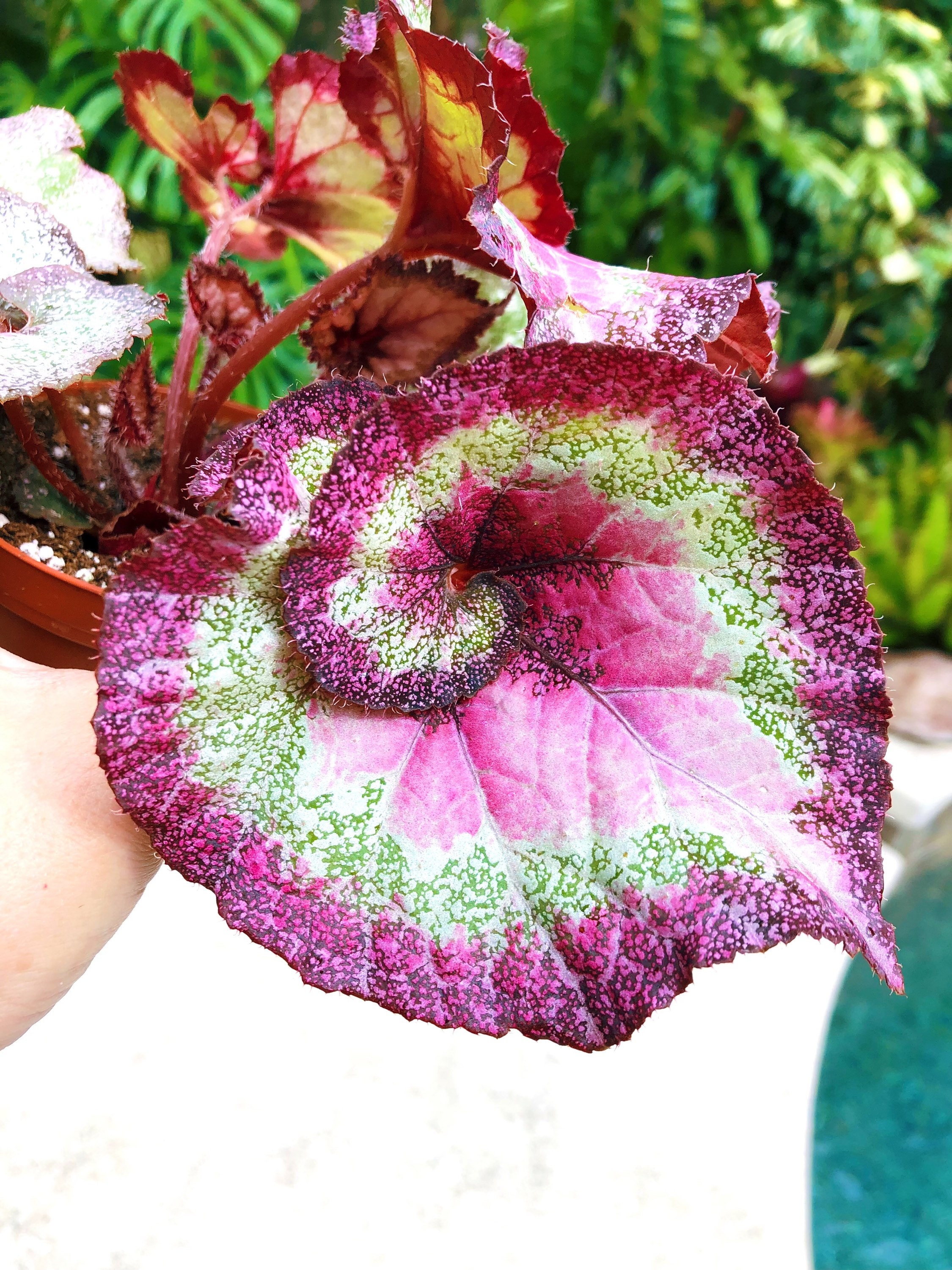 メキシコ　アレブリヘ　コヨーテ　ブラック×ピンク Rex Begonia 'harmony's Cupid' Escargot Swirl Curl Variegated Live