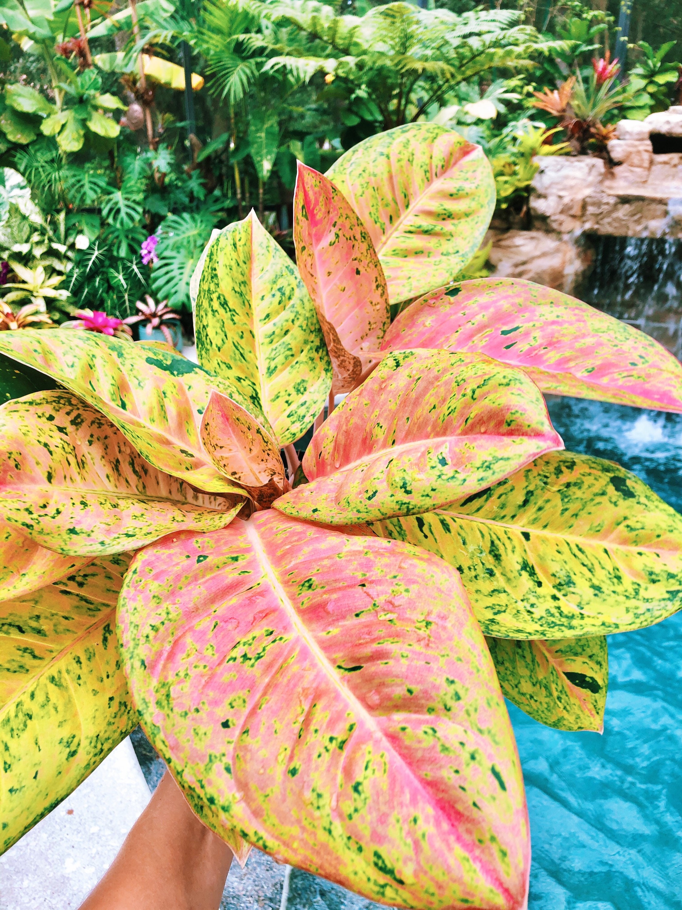 Rare Thai Aglaonema 'big Roy' Pink Variegated Aroid House Plant - Etsy