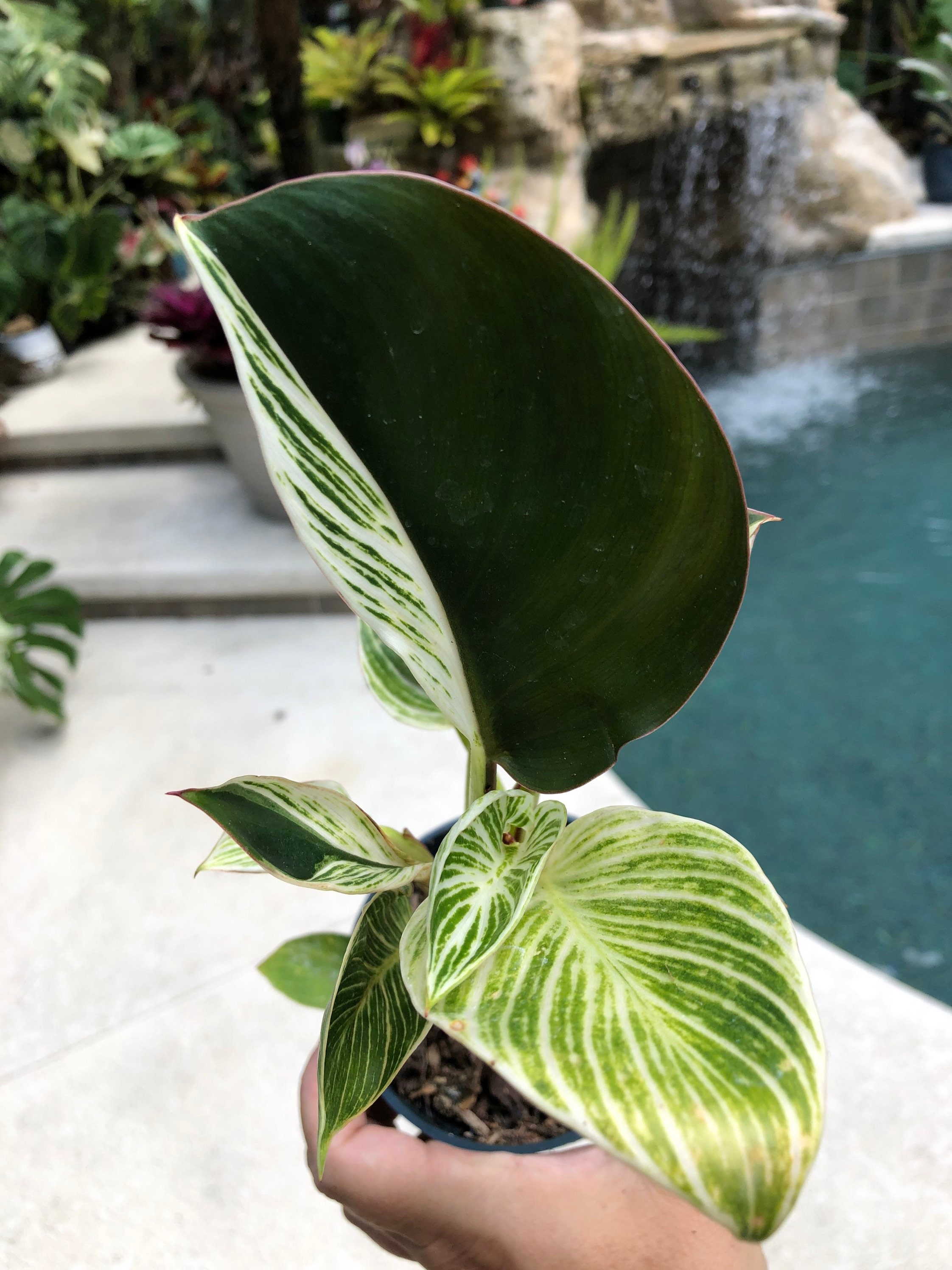 Philodendron Birkin white Variegated Rojo Congo Hybrid Sport House Plant  Aroid 4 Potted 'F' - Etsy.de