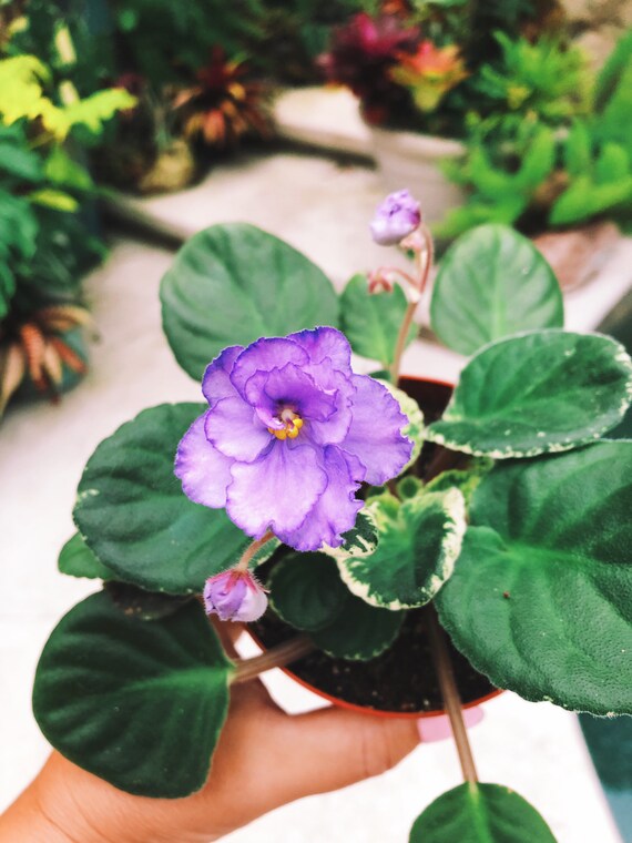 Plante dintérieur vivante fleur violette panachée Violette - Etsy Canada