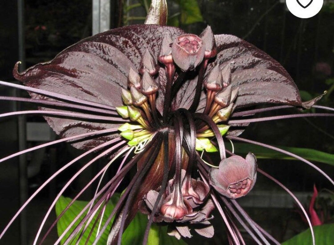 RARE Tacca Chantrieri Black Bat Flower Lily Live Tropical Etsy