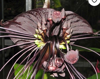 RARE Tacca Chantrieri Black Bat Flower Lily Live Tropical Plant pick from 2 sizes 12-16” tall or 4” potted