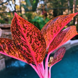 Rare Variegated Aglaonema 'pink Sumatra' Pink Leaves Live House Plant  Potted 4 Gift US Seller - Etsy