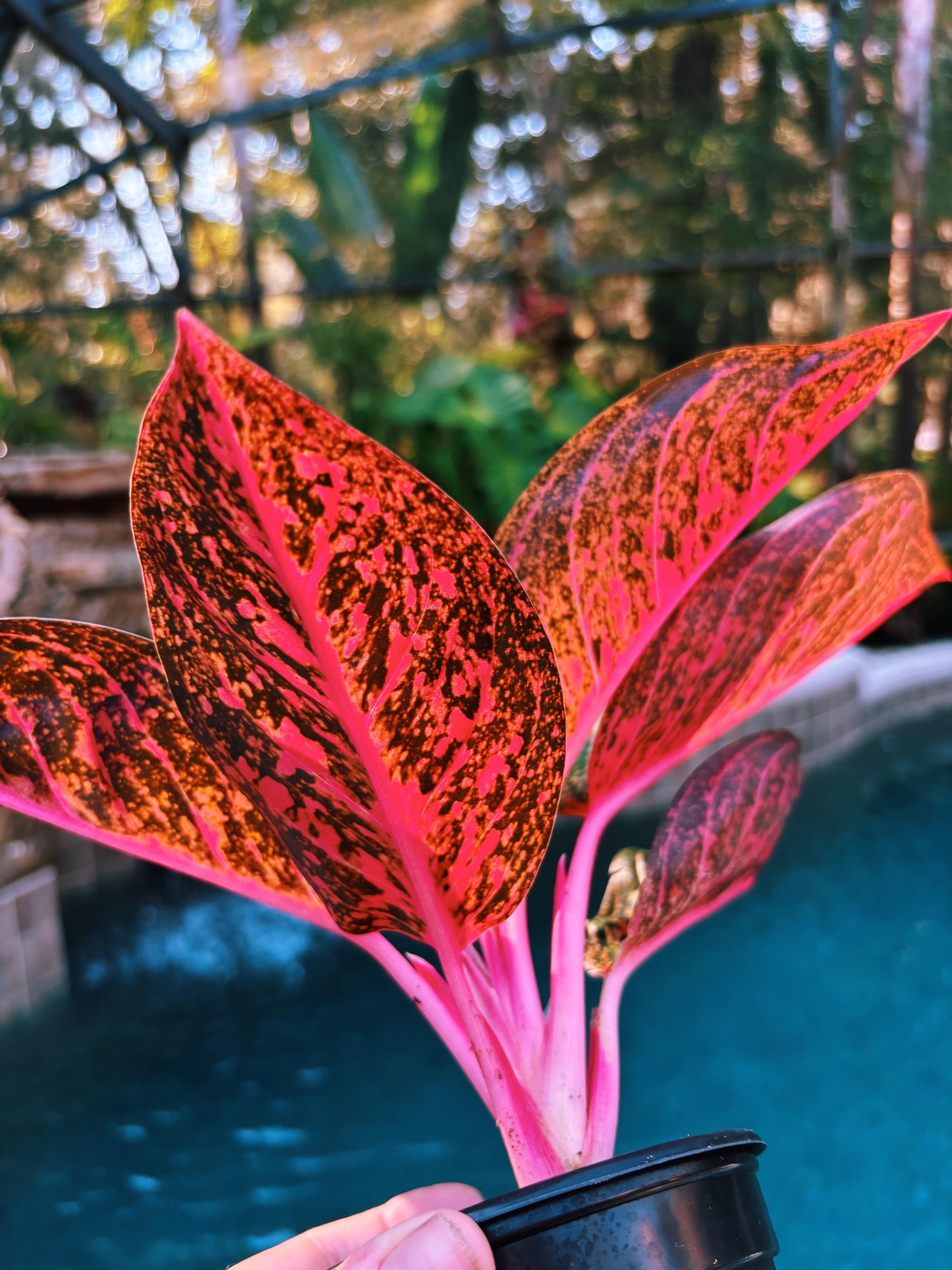 Rare Variegated Aglaonema 'pink Sumatra' Pink Leaves Live House