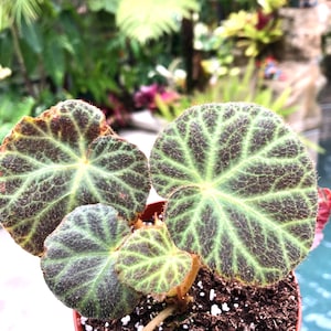 Rare Begonia Klemmei formerly U606 Live House Plant Potted terrarium vivarium 4 gift image 3