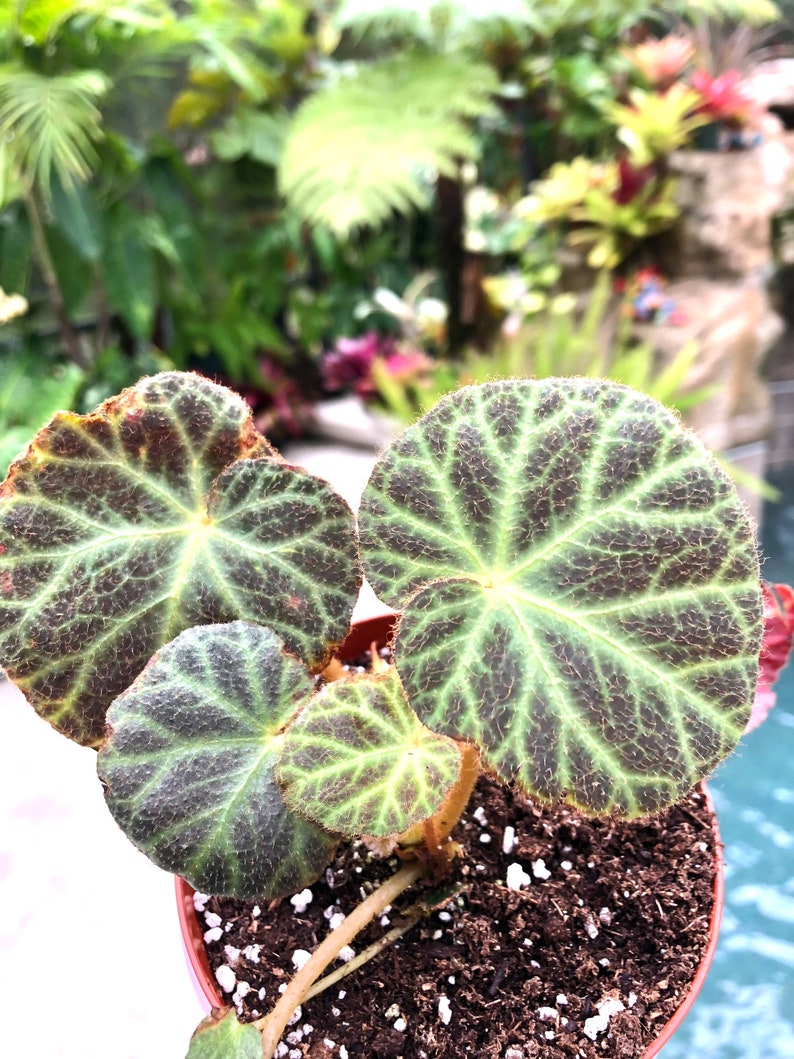 Rare Begonia Klemmei formerly U606 Live House Plant Potted terrarium vivarium 4 gift image 3