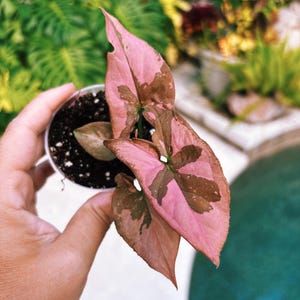 Rare! Syngonium Chocolate Thai Pink Splash Galaxy Variegated live 2” potted plant house plant 38n