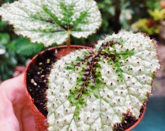 RARE Begonia Masoniana Tricolor Iron Cross Variegata Variegated Live House Plant Potted 4” terrarium vivarium