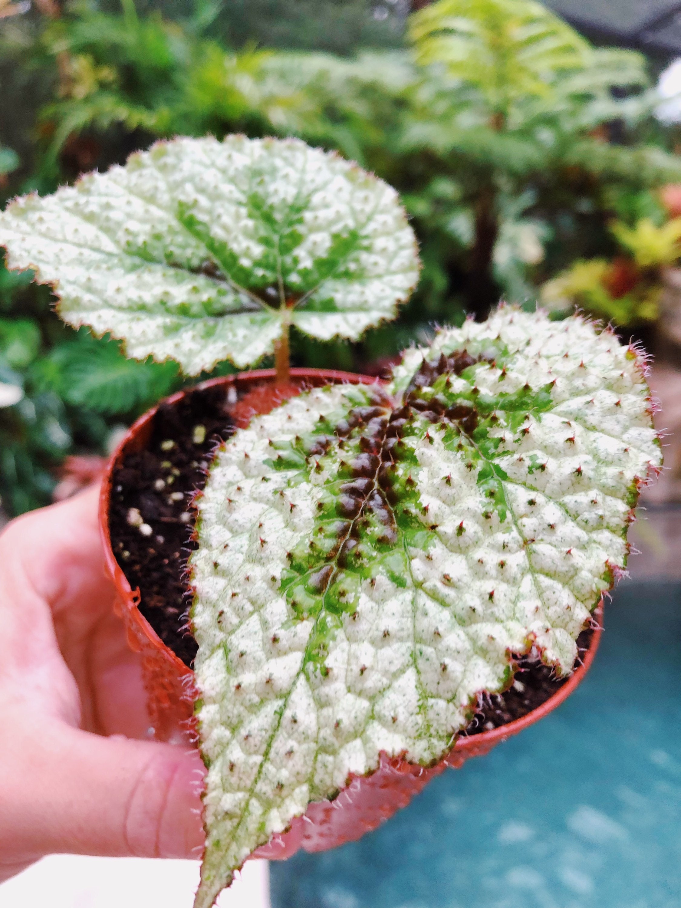 RARE Begonia Masoniana Tricolor Iron Cross Variegata Etsy