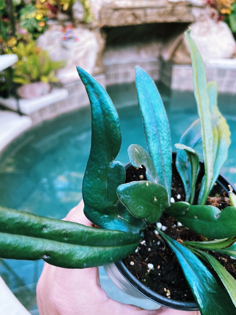 TropifyPlantShop Microsorum Thailandicum Fern - Thumbnail 3