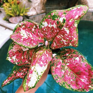 Actual Plant - Rare Variegated Aglaonema 'anyamanee Tricolor' Pink White  Live House Plant Potted 4 Gift US Seller - Etsy
