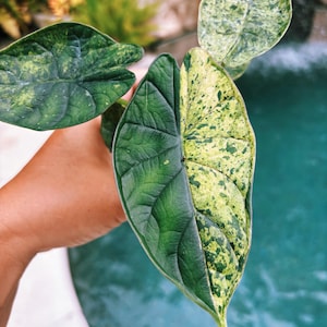 Actual plant- RARE Variegated Alocasia ‘Dragonscale Mint’ 4” potted live house starter plant c