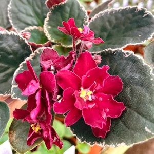 May include: Close-up of a vibrant African violet plant with deep burgundy flowers and yellow centers. The leaves are a dark green with creamy white edges. The plant is in a small pot, showcasing its beauty.