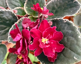 Live house plant bloom Red African Violet Harmony’s ‘Ma’s Stewed Tomato’ garden 4” pot flower Potted gift