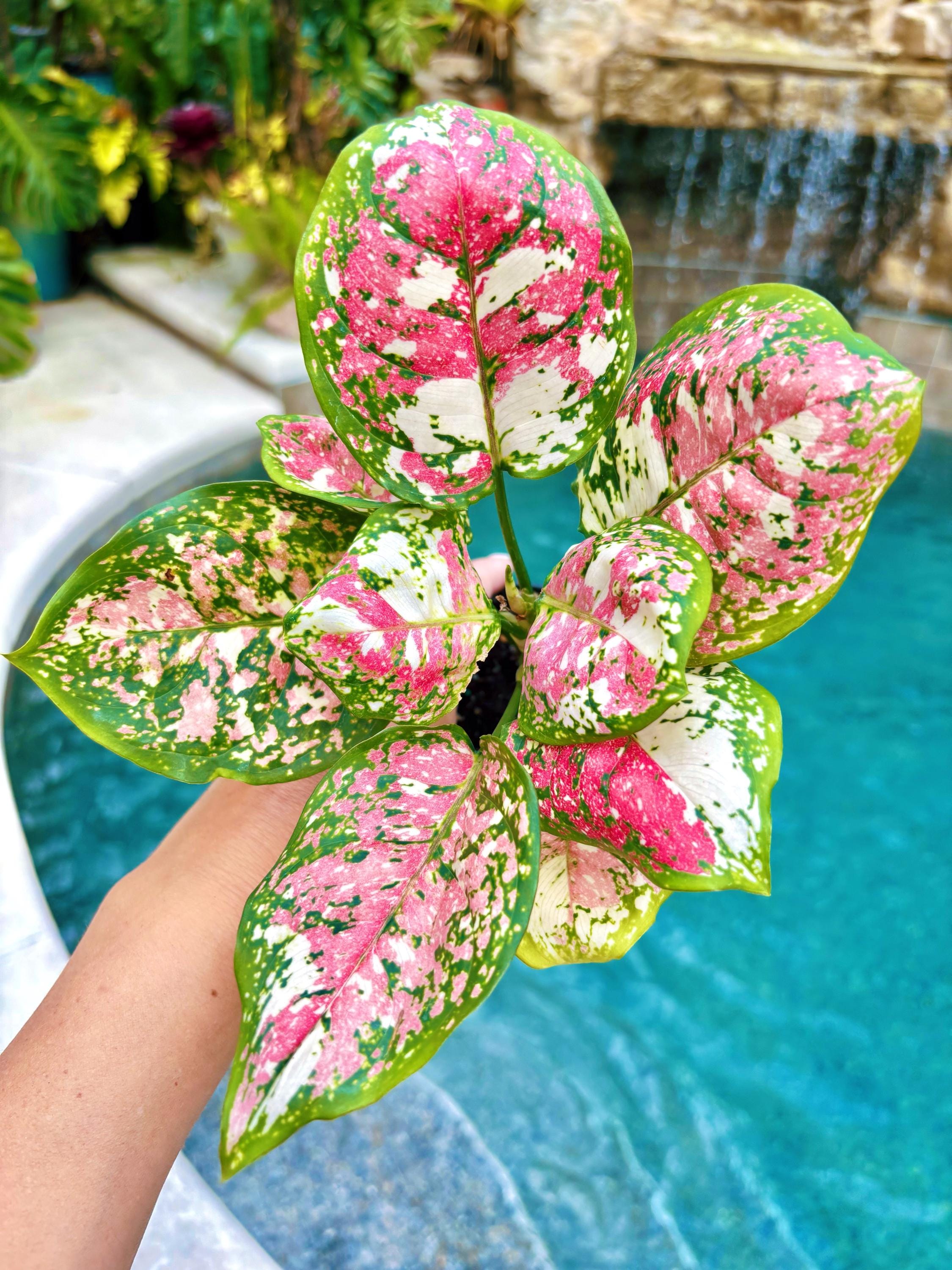 Rare Variegated Aglaonema ‘Anyamanee Tricolor’ pink white Live House Plant Potted 4” gift US Seller growers choice