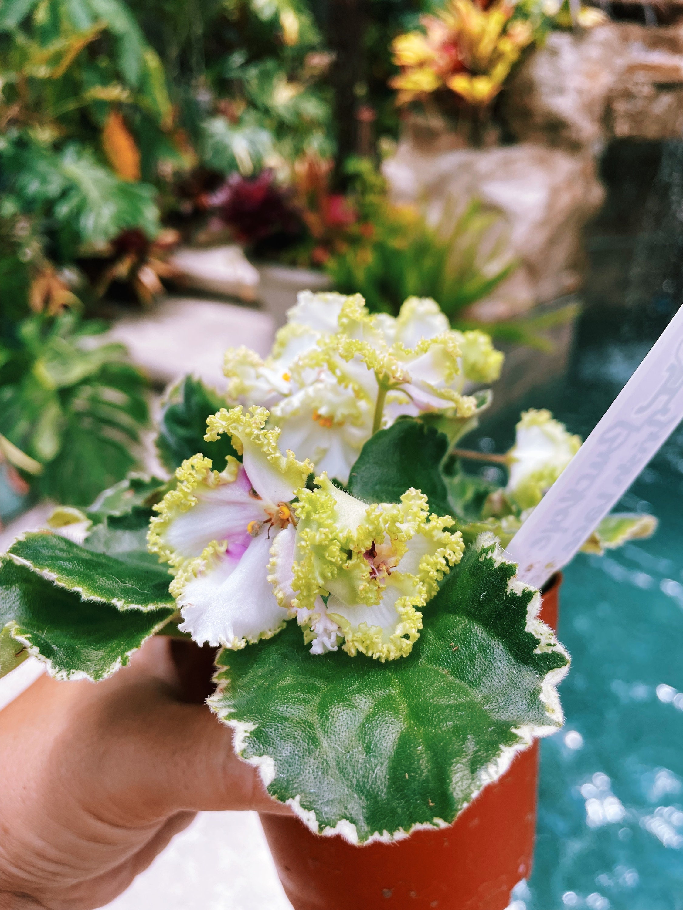 Live House Plant African Violet Harmony's 'buckeye's Irish Lace