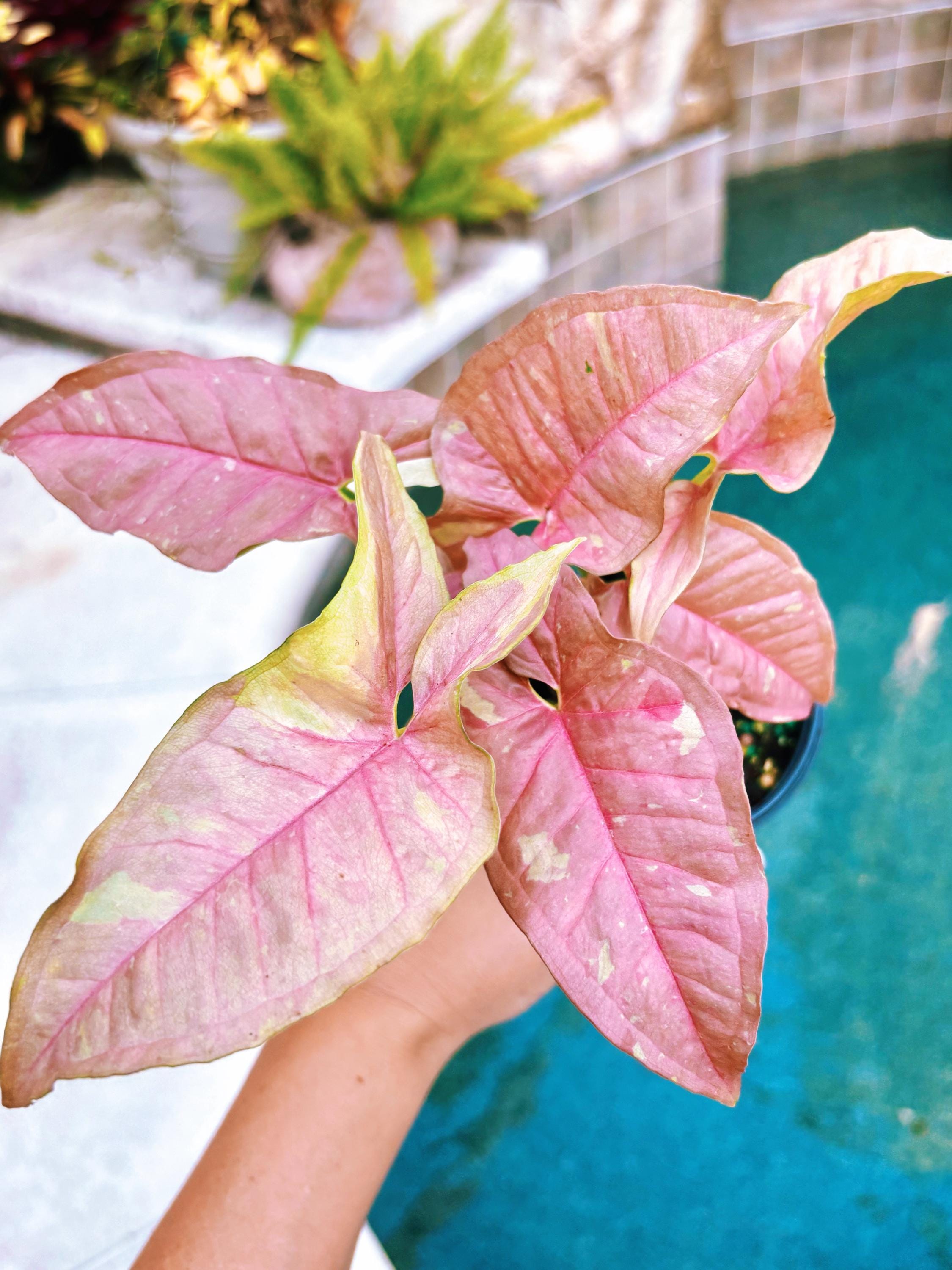 Rare! Syngonium Pink Caviar Marble Variegated Live 4 Potted Plant House  Plant Growers Choice - Etsy