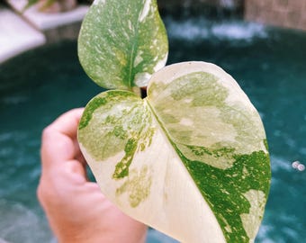 Premium Highly Variegated Growers Choice Monstera Thai Constellation Marble Milky Way Sport 3” potted young plant live house