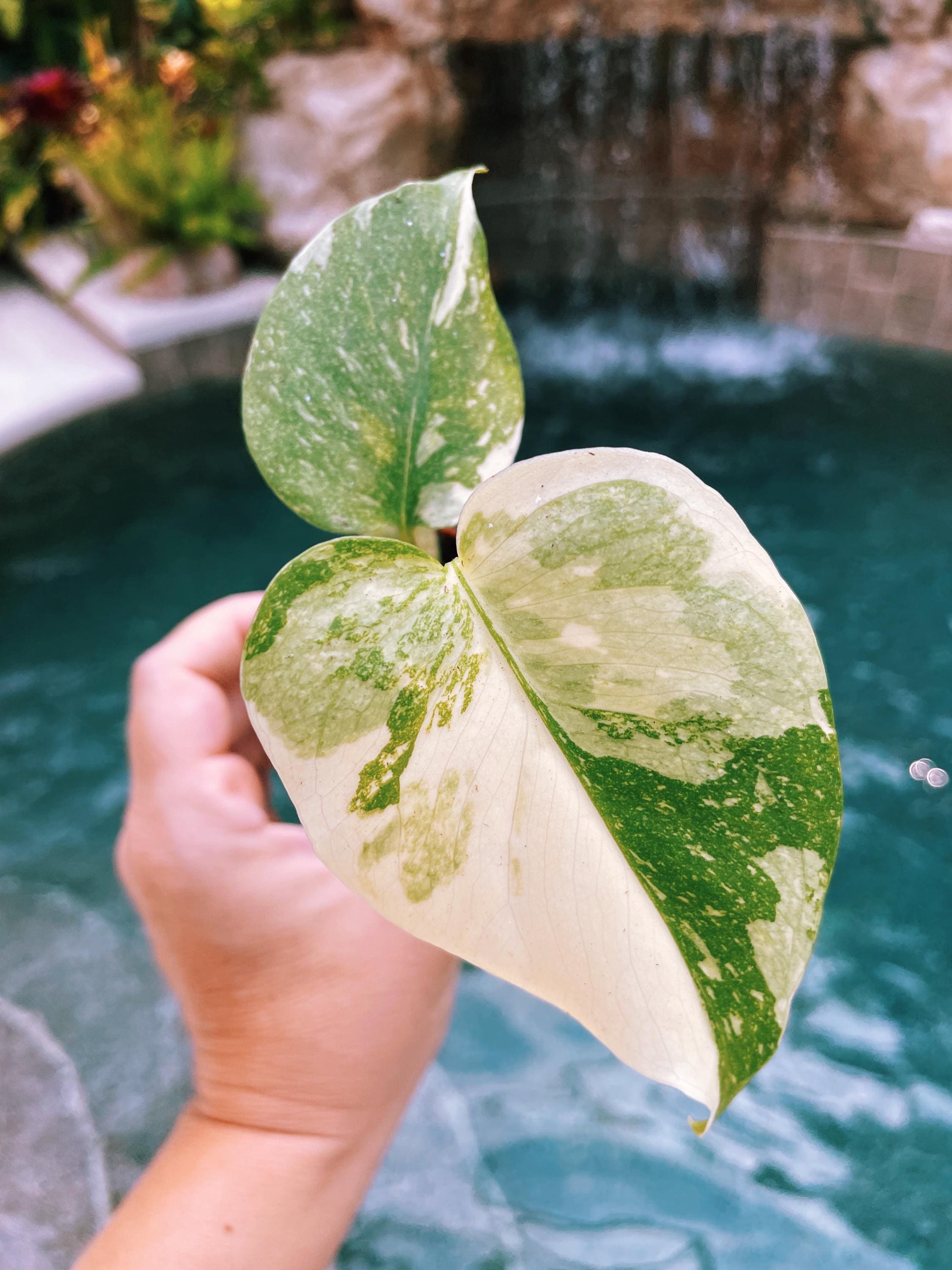 Monstera Siltepecana Variegated - Etsy