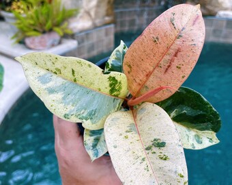 Ficus Elastica Shivereana Moonshine pink Mint Tineke Sport Variegated House Plant 4” Potted a