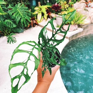 Monstera Obliqua Peru Tropical Climbing House Plant Aroid 4” Potted