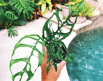 Monstera Obliqua Peru Tropical Climbing House Plant Aroid 4” Potted