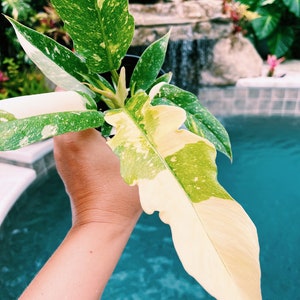 Highly Variegated Philodendron Ring of Fire Tricolor Galaxy 4” potted plant gift Growers Choice