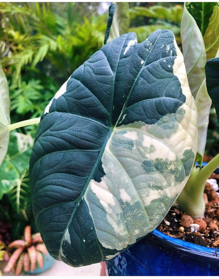 Variegated Alocasia Maharani Gray Dragon Jewel Elephant Ear Variegated Alocasia Maharani Gray Dragon Jewel Elephant Ear