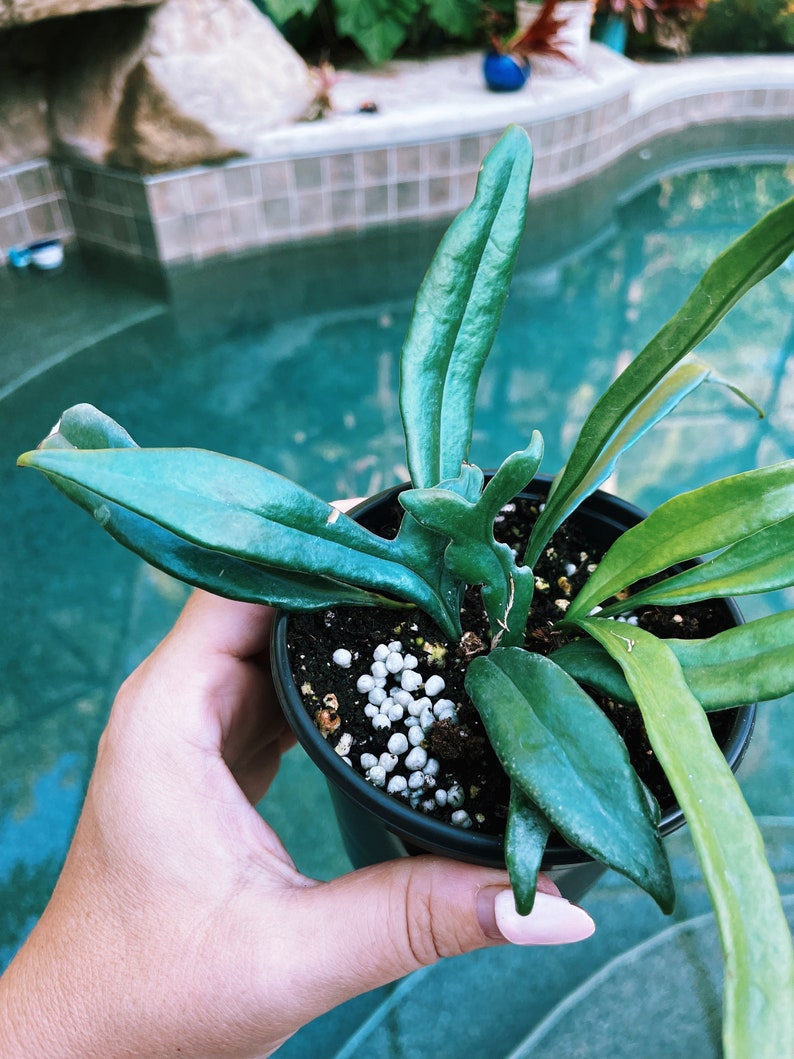 TropifyPlantShop Microsorum Thailandicum Fern - Thumbnail 2
