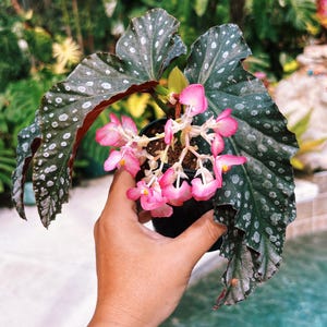 RARE Begonia Angel Wing ‘Harmony’s Silver Monarch’ Hybrid Live House Plant Potted 4” pot gift