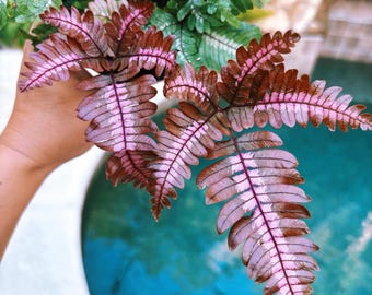 Pteris Candy Stripe fern colorful purple red Live House Plant gift 4” potted tropical foliage