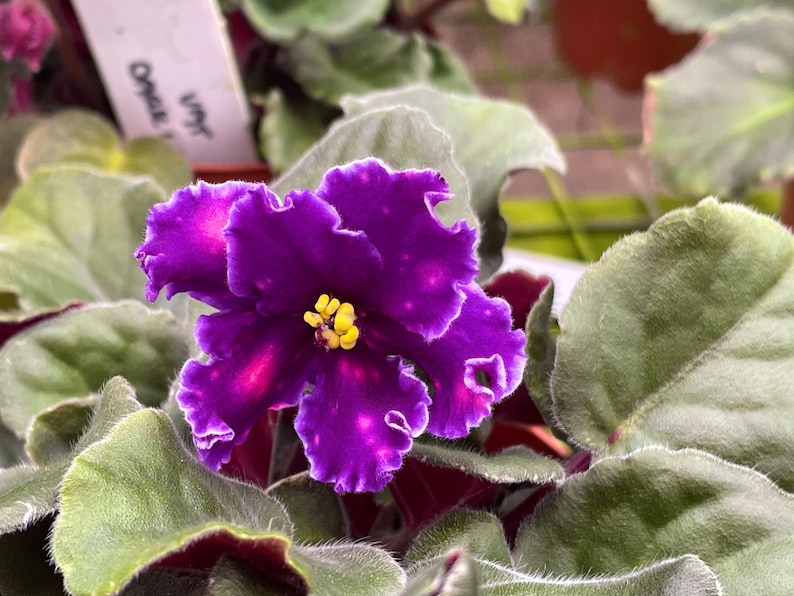 May include: A close-up of a purple African violet with a yellow center. The flower has ruffled edges and is surrounded by green leaves.
